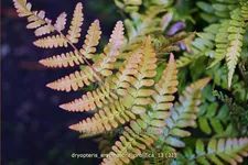 Dryopteris erythrosora var. prolifica