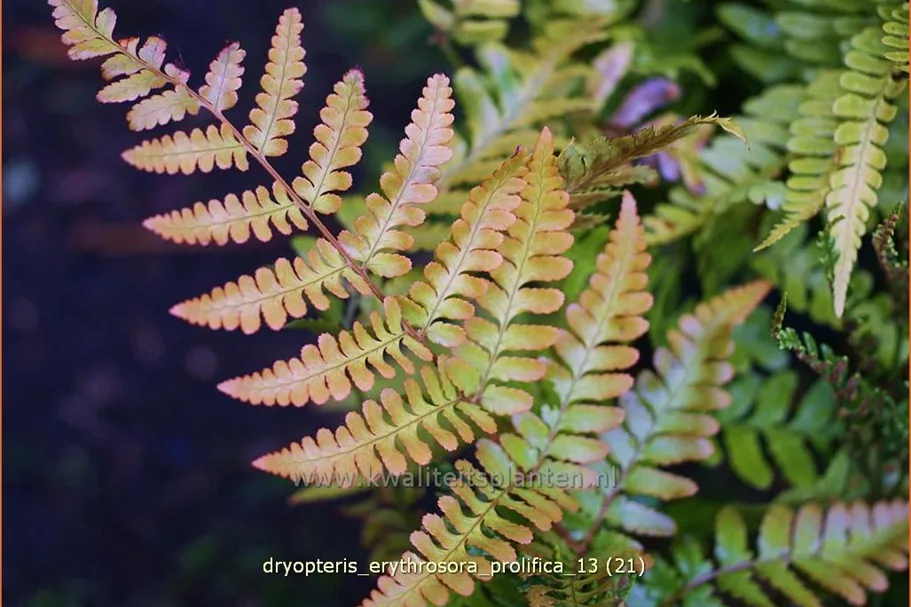Dryopteris erythrosora var. prolifica