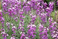 Erysimum linifolium 'Bowles Mauve'