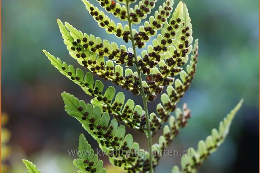Dryopteris erythrosora var. prolifica