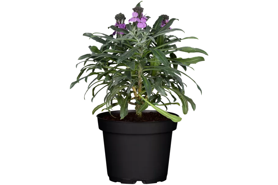 Erysimum linifolium 'Bowles Mauve'