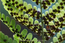 Dryopteris erythrosora var. prolifica