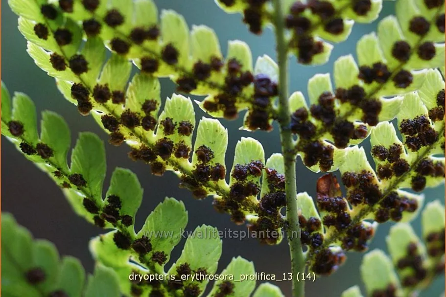 Dryopteris erythrosora var. prolifica