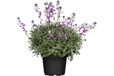 Erysimum linifolium 'Bowles Mauve'