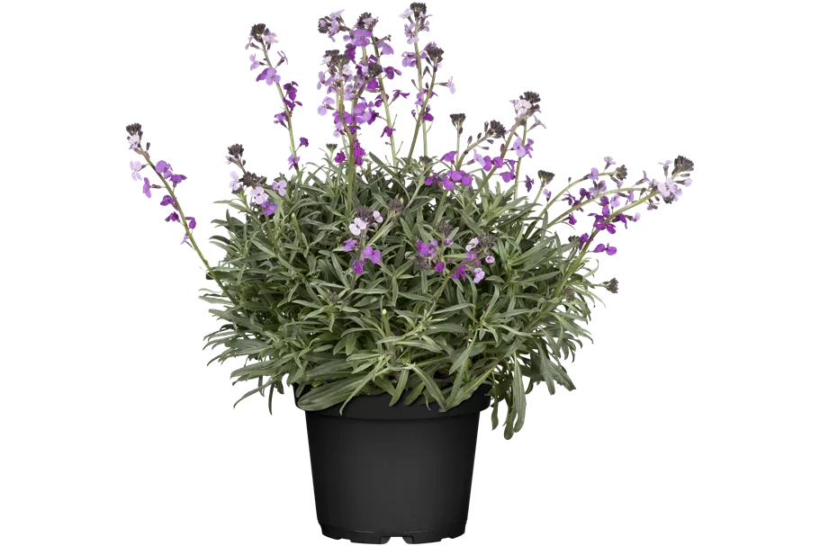 Erysimum linifolium 'Bowles Mauve'