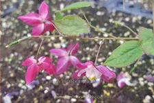 Epimedium rubrum