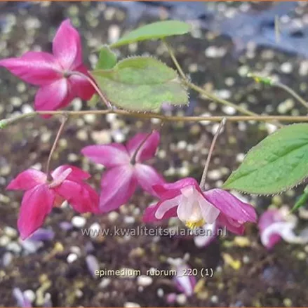 Epimedium rubrum