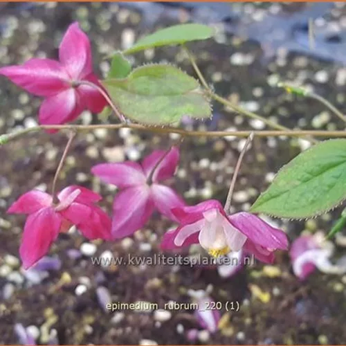 Epimedium rubrum