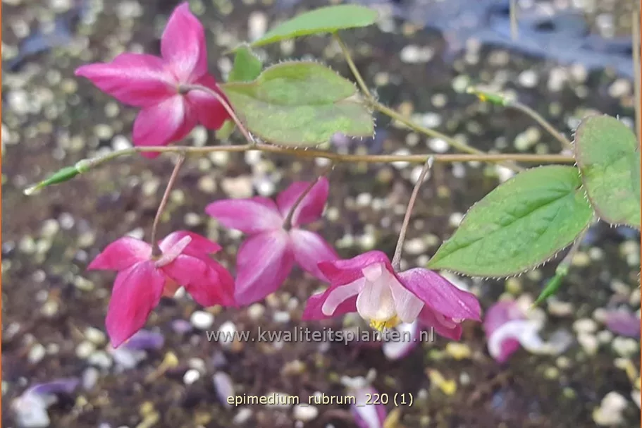Epimedium rubrum