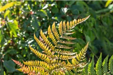Dryopteris erythrosora var. prolifica