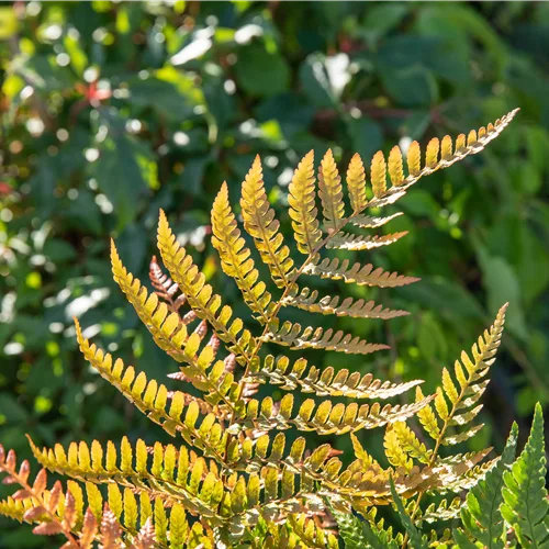 Dryopteris erythrosora var. prolifica