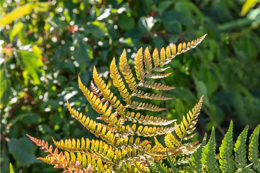 Dryopteris erythrosora var. prolifica