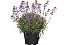 Erysimum linifolium 'Bowles Mauve'