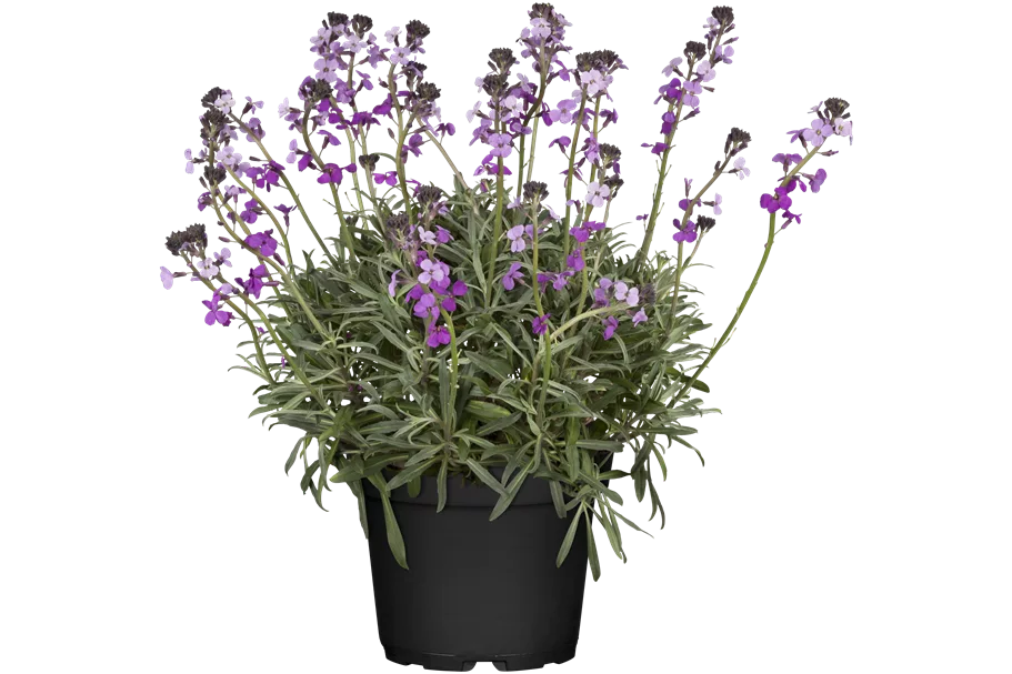 Erysimum linifolium 'Bowles Mauve'