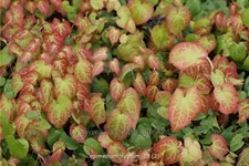 Epimedium rubrum