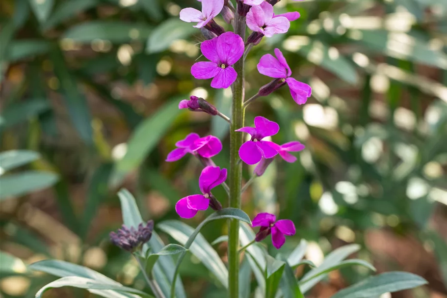 Erysimum linifolium 'Bowles Mauve'