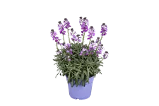 Erysimum linifolium 'Bowles Mauve'