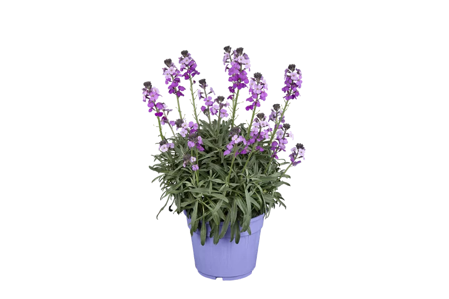 Erysimum linifolium 'Bowles Mauve'