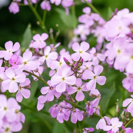 Erysimum linifolium 'Bowles Mauve'