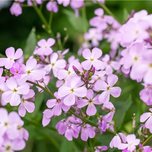 Erysimum linifolium 'Bowles Mauve'
