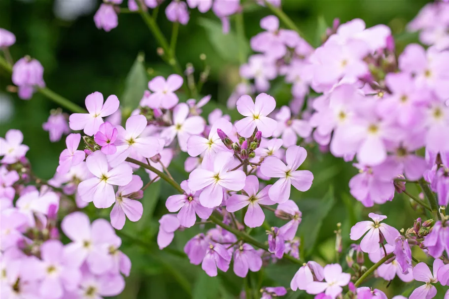 Erysimum linifolium 'Bowles Mauve'