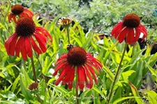 Echinacea purpurea 'Postman'