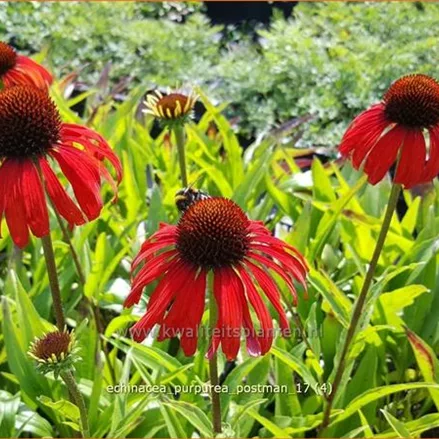 Echinacea purpurea 'Postman'