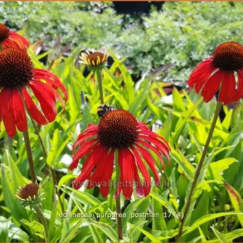 Echinacea purpurea 'Postman'