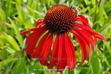 Echinacea purpurea 'Postman'