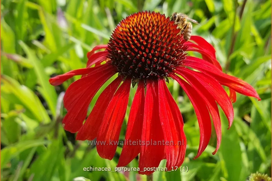 Echinacea purpurea 'Postman'