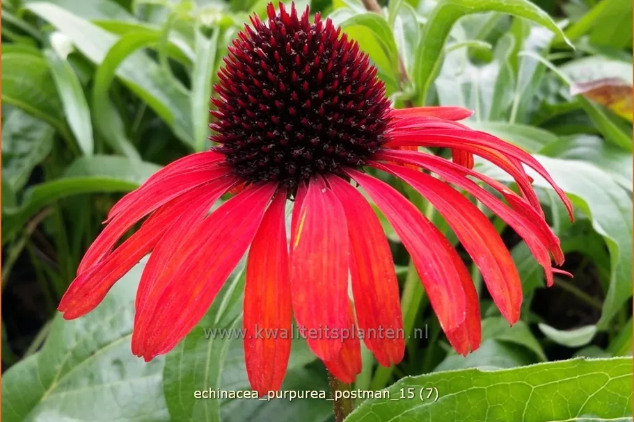 Echinacea purpurea 'Postman'