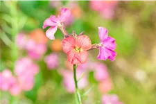 Erysimum cheiri 'Constant Cheer'
