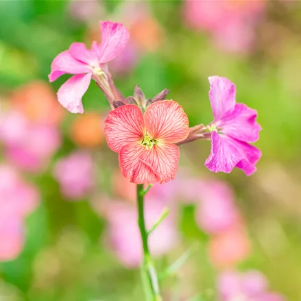Erysimum cheiri 'Constant Cheer'