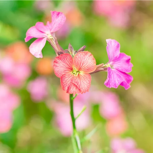 Erysimum cheiri 'Constant Cheer'