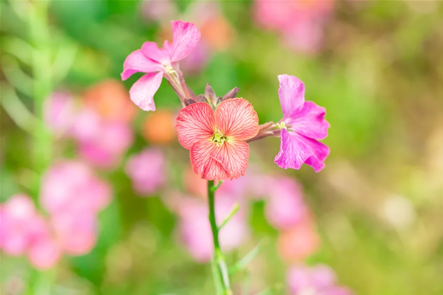 Erysimum cheiri 'Constant Cheer'