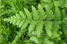 Dryopteris filix-mas