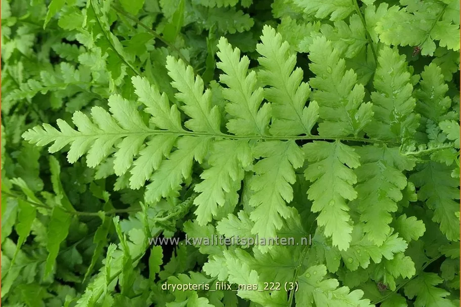 Dryopteris filix-mas