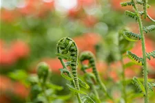 Dryopteris filix-mas