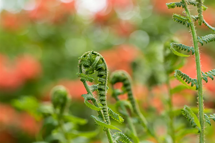 Dryopteris filix-mas