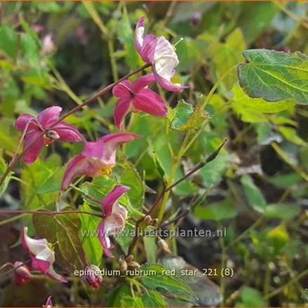 Epimedium rubrum 'Red Star'