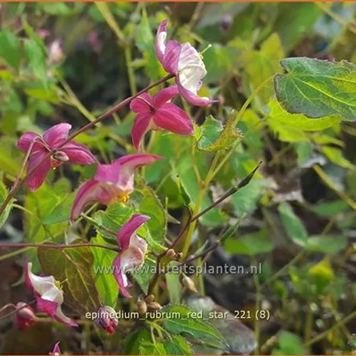 Epimedium rubrum 'Red Star'