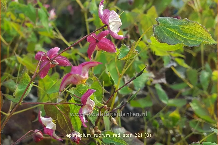 Epimedium rubrum 'Red Star'