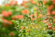 Dryopteris filix-mas
