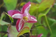 Epimedium rubrum 'Red Star'