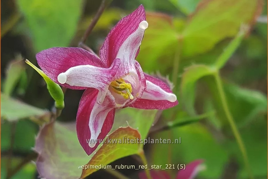 Epimedium rubrum 'Red Star'
