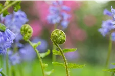 Dryopteris filix-mas