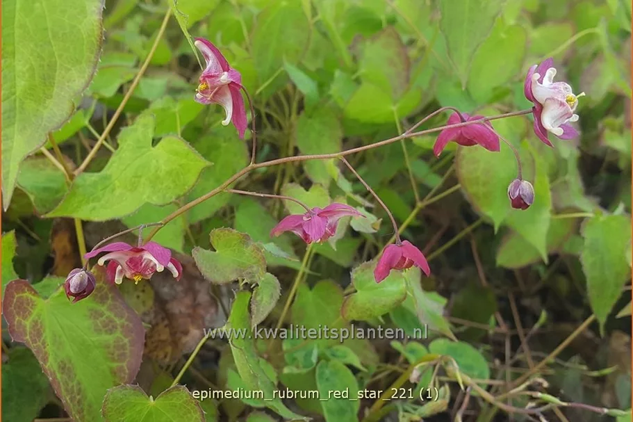 Epimedium rubrum 'Red Star'