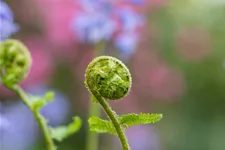 Dryopteris filix-mas