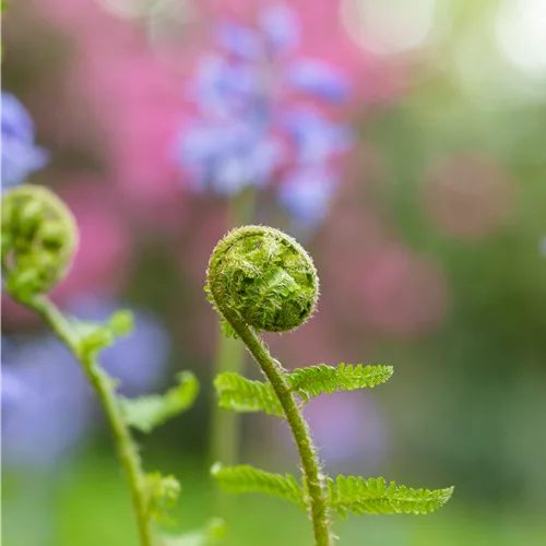 Dryopteris filix-mas