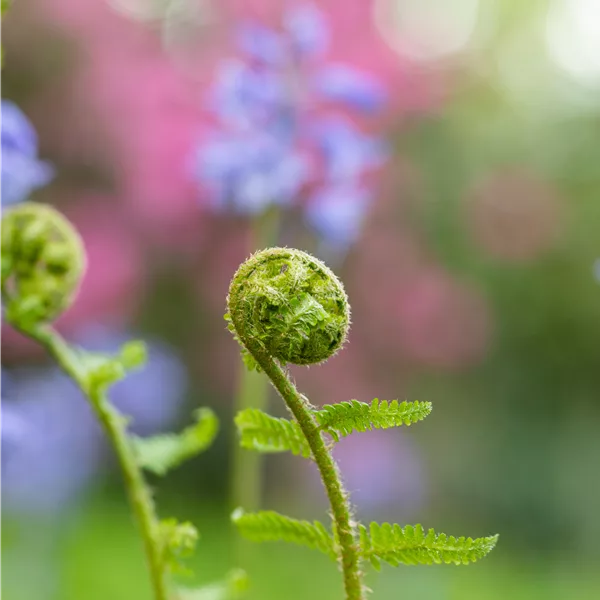 Dryopteris filix-mas